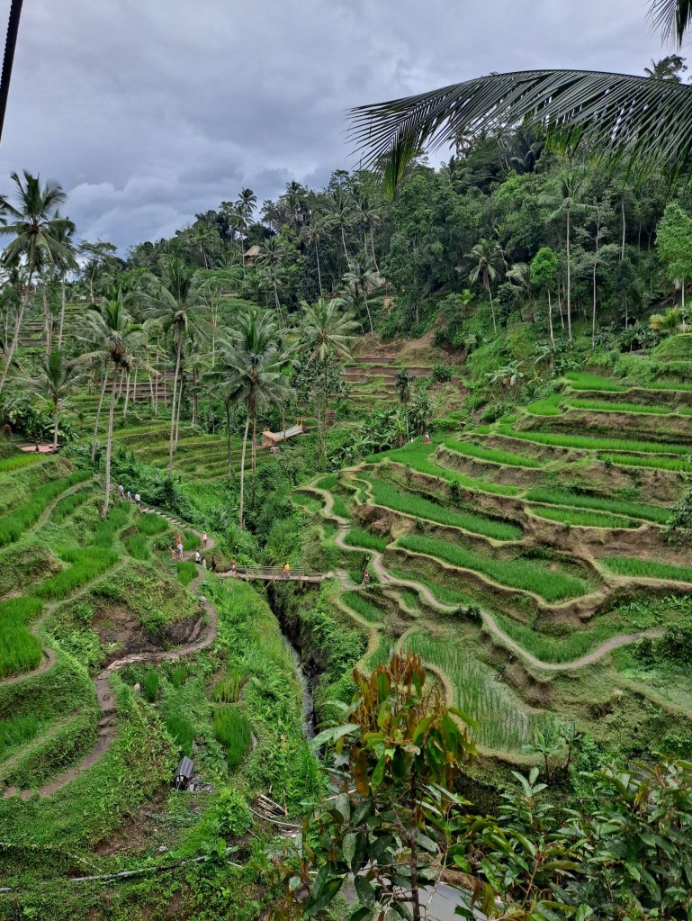 Tegallalang Rice Terrace, Bali