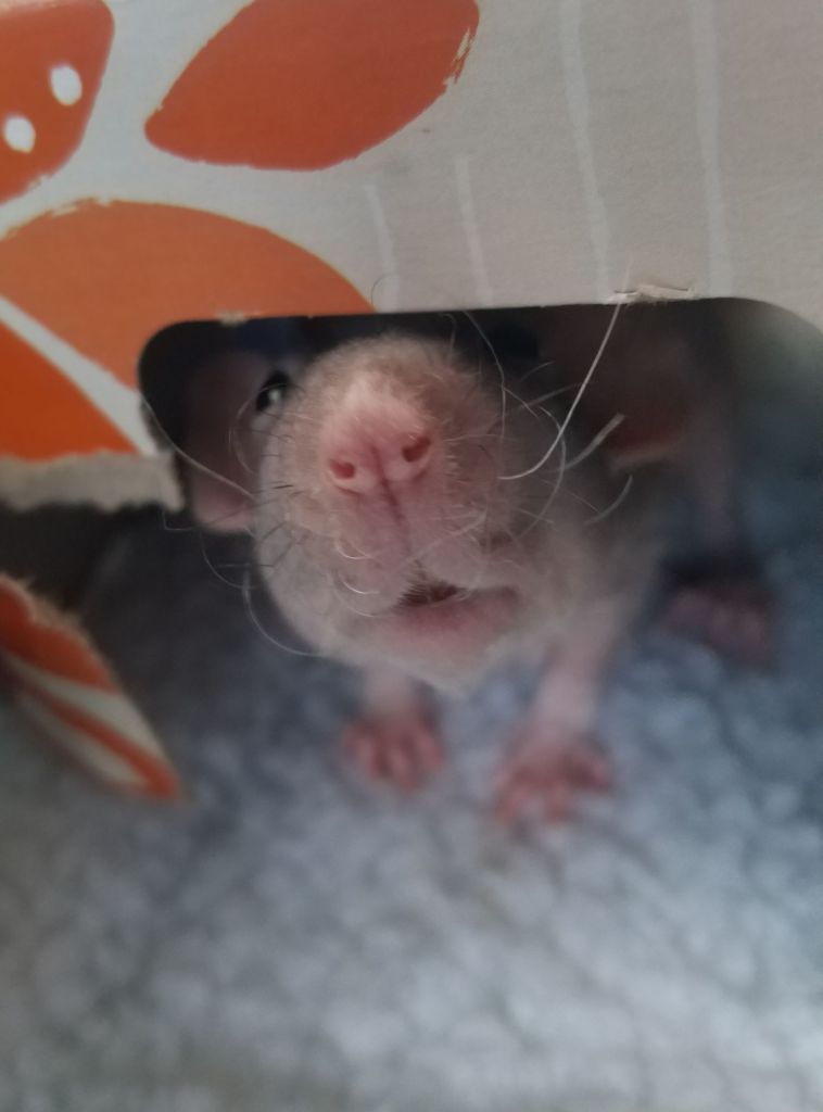 hairless fancy rat inside tissue box