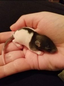baby rat