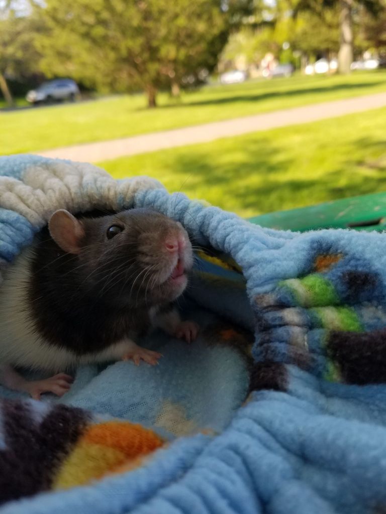 black and white hooded pet rat in park, trees and grass in background
