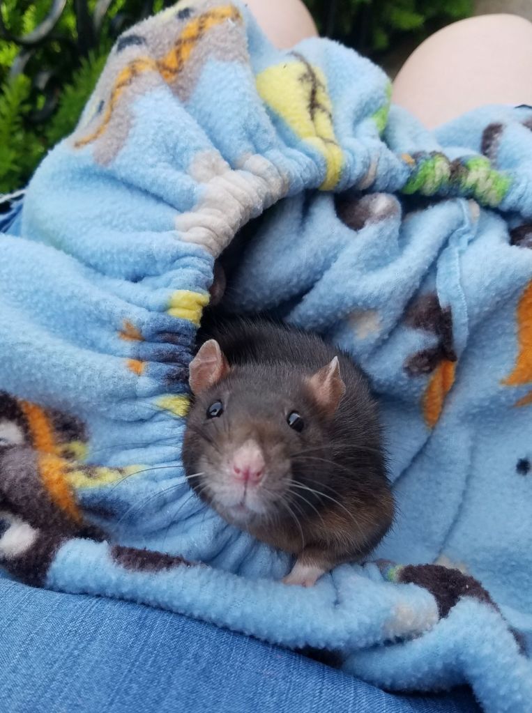 black fancy rat in colorful scarf