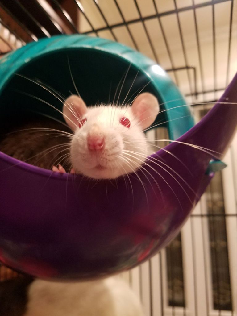 pink eyed white fancy rat in purple and green plastic space pod in cage