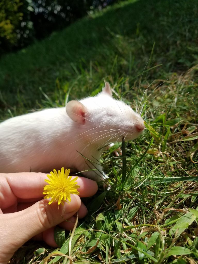 pink eyed white fancy rat with eyes closed in grass next to a dandelion flower