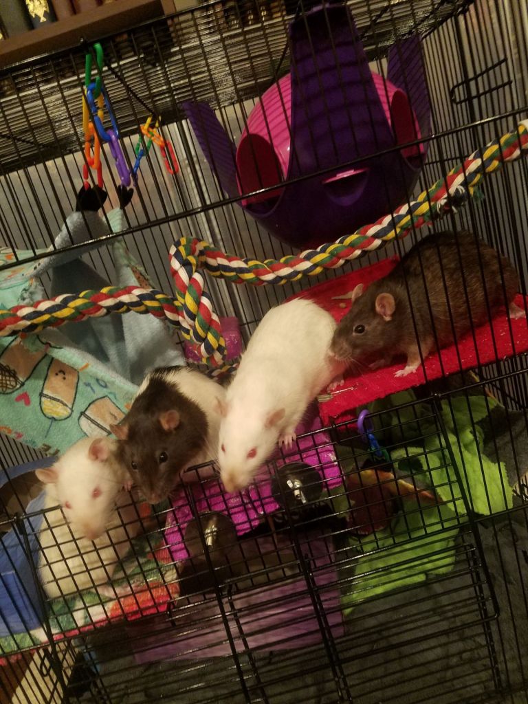 four pet rats in a cage