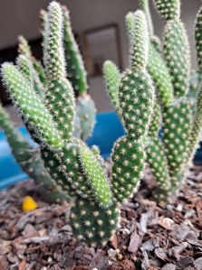 green cactus plant in pot