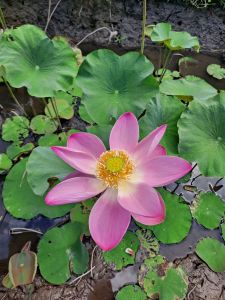 Ubud, Bali, lotus flower in garden