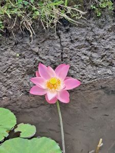 Ubud, Bali, lotus flower against stone background