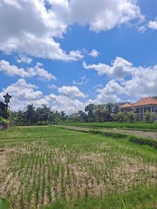 Ubud, Bali, rice fields