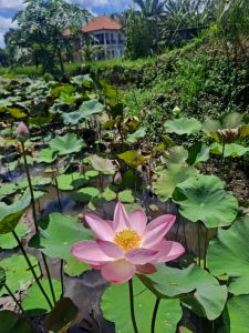 Ubud, Bali, lotus flower in garden