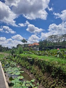 Ubud, Bali, lotus garden