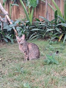 tabby cat in green grass