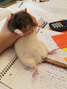 black and white hooded rat