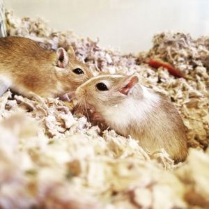 gerbils