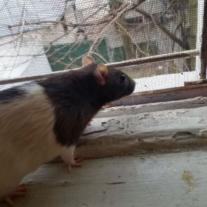 black and white hooded fancy rat on windowsill