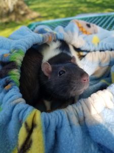 Zuchinni, black and white hooded fancy rat