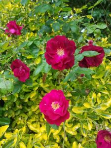 pink flowers, green leaves on tree