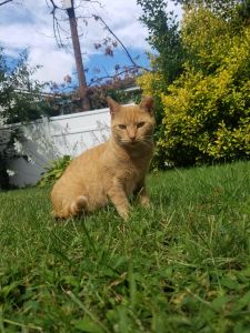 Jello, orange tabby cat in green grass