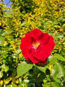 red flower, green leaves