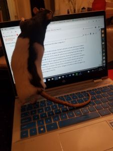 black and white hooded fancy rat on laptop