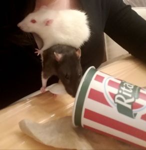 red eyed white and black and white hooded fancy rats holding spoon, eating italian ice with their human