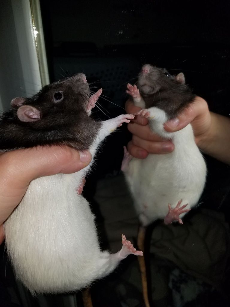 black and white hooded fancy rat looking at self in mirror