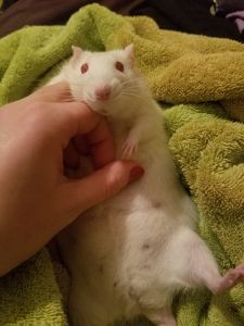 Red eyed white fancy rat on green towel