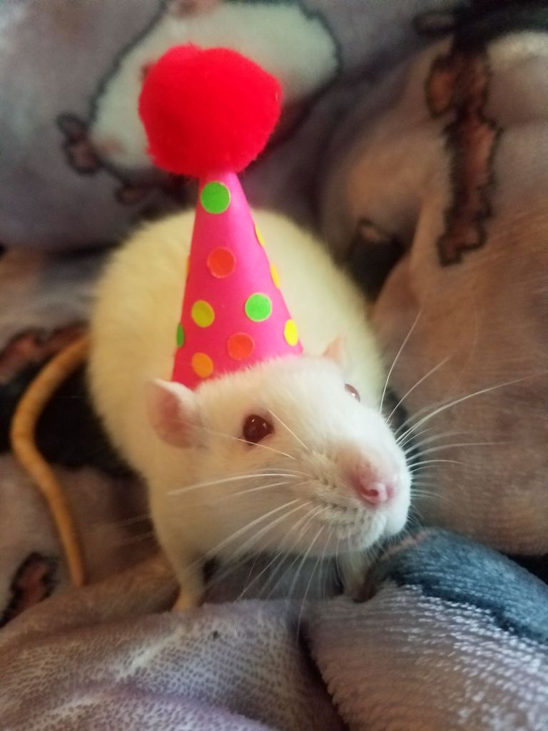 pink eyed white rat wearing a birthday hat