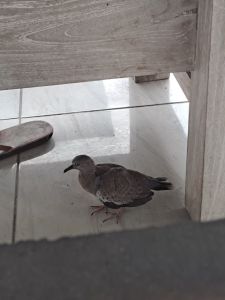 Bird sitting underneath wooden bench