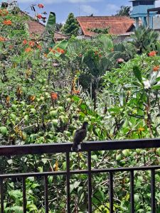 Dark colored bird perched on metal railing in Ubud, Bali