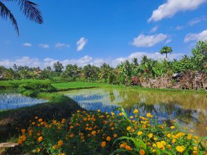 sweet orange walk, Ubud, Bali