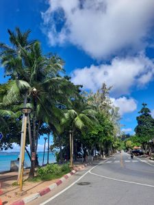 palm trees, blue sky, white clouds