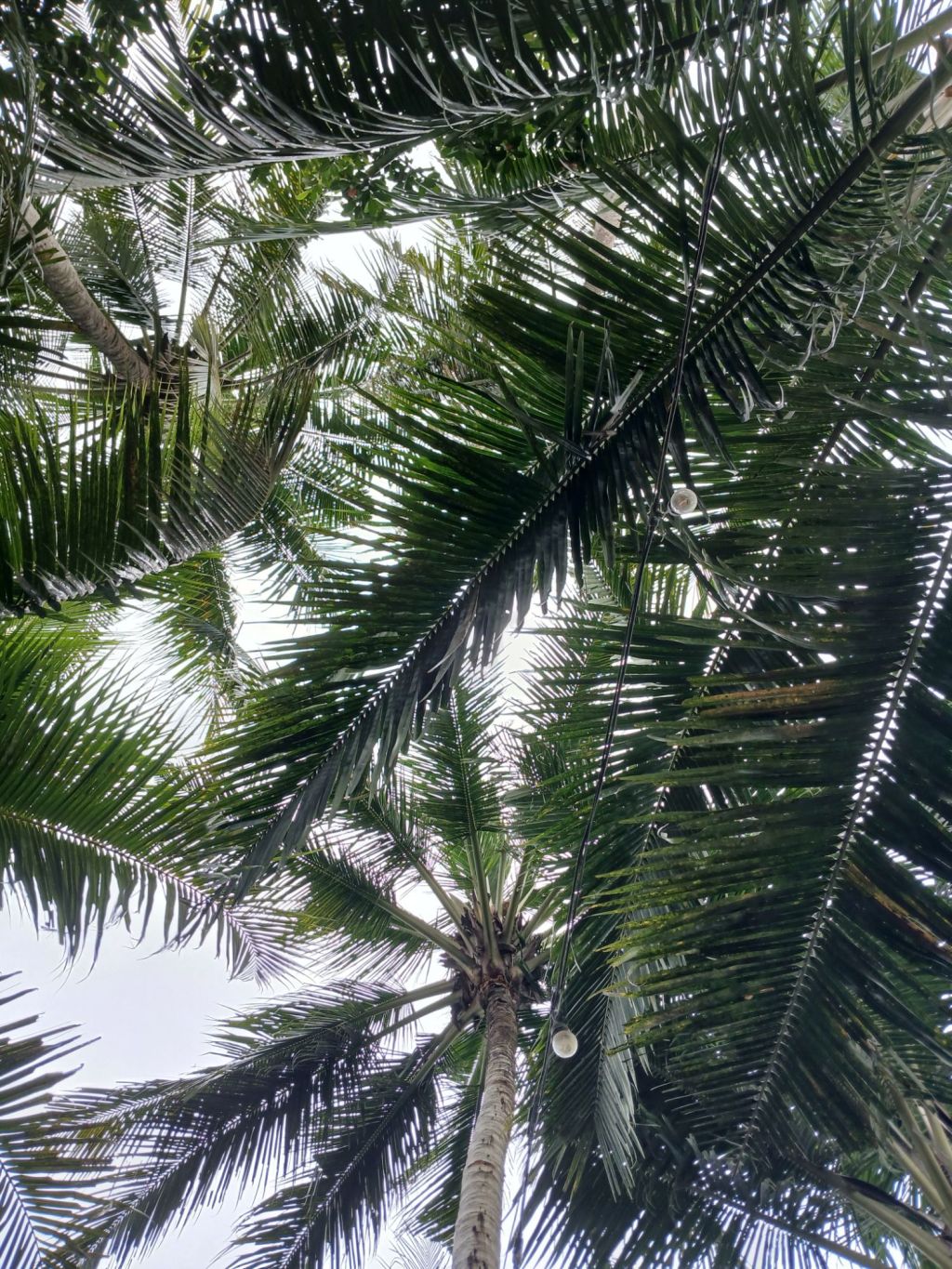 (un)Natural Disaster